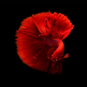 Peixe betta vermelho em fundo preto