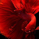 Peixe betta vermelho